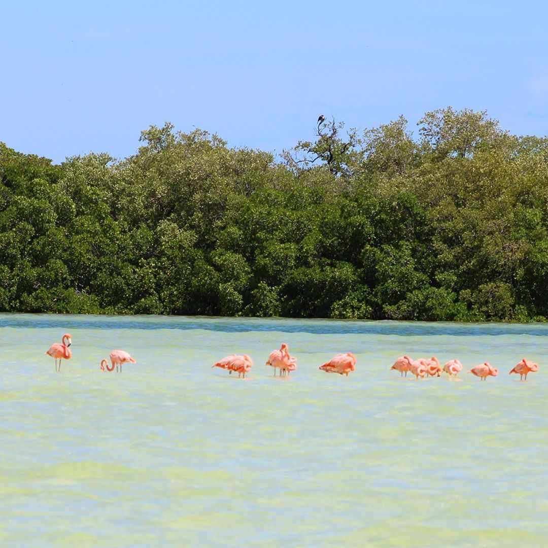 Holbox Lm