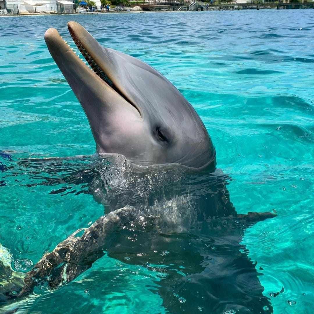 Swim With Dolphins In Isla Mujeres Dolphin Discovery