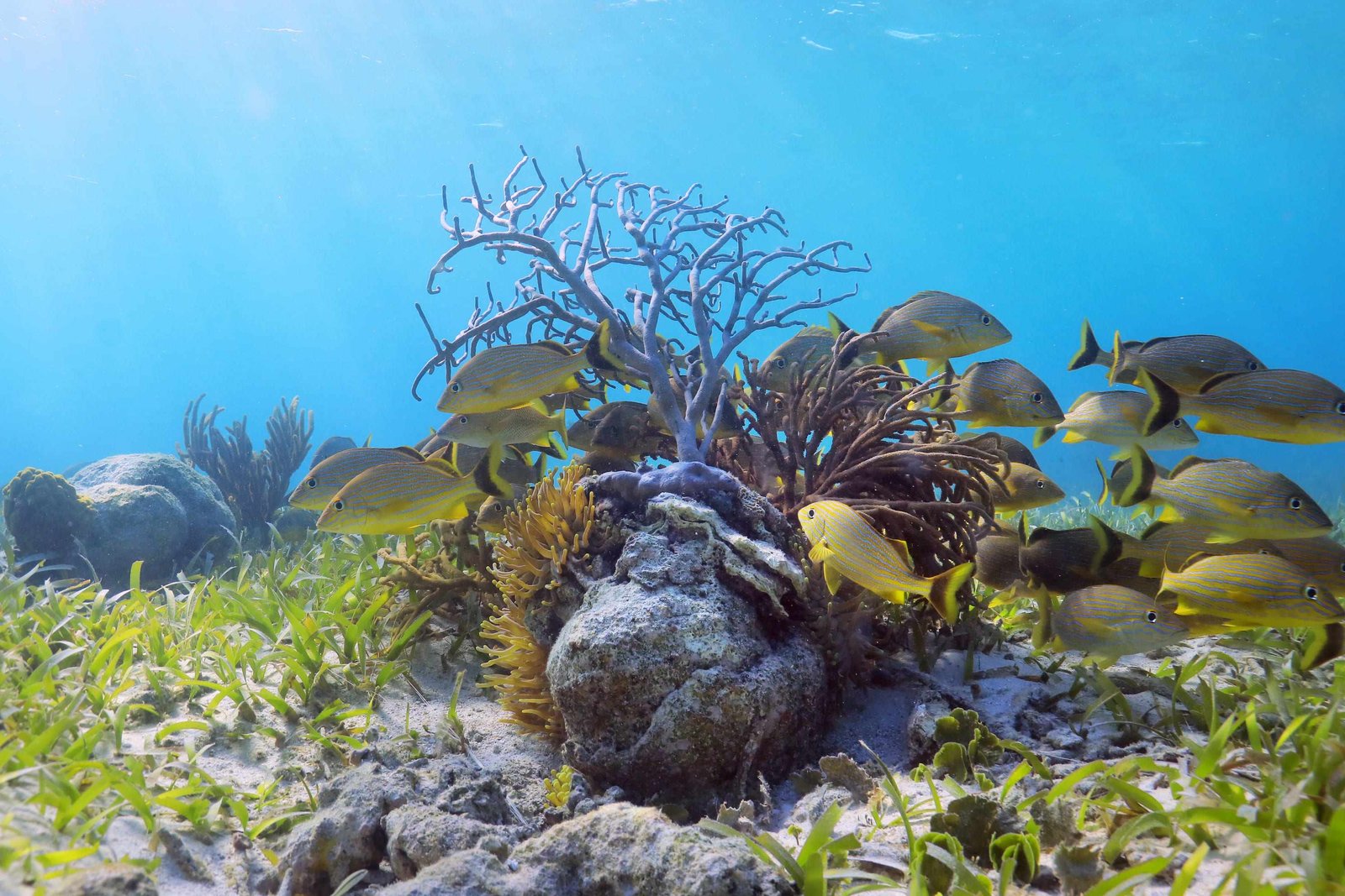 Snorkel Puerto Morelos