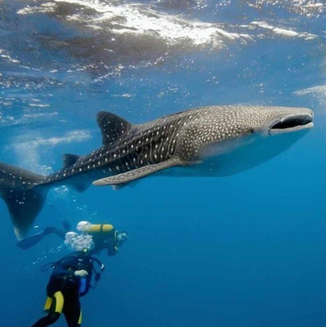 Tiburón Ballena