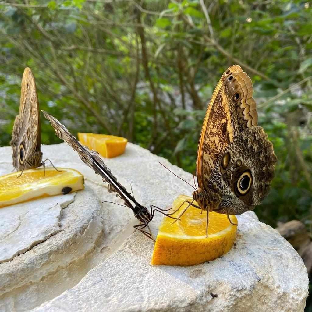 Tour Xcaret